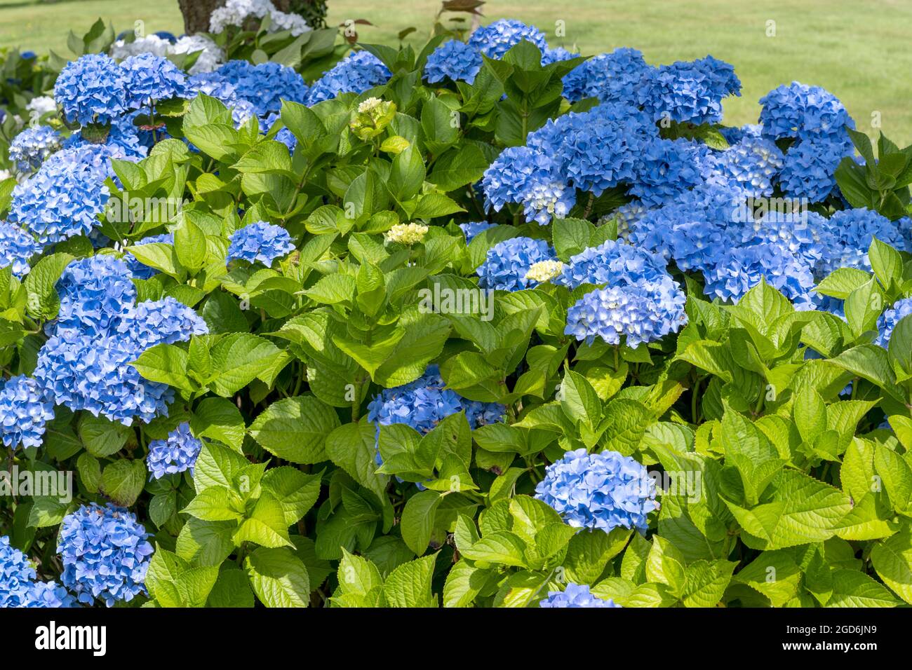 Blue hydrangea (Hydrangea macrophylla) on the golf course at Highcliffe