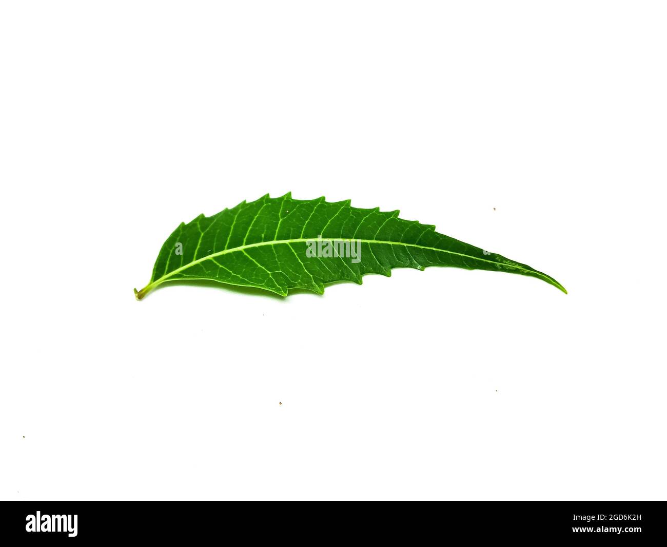 Azadirachta indica A branch of neem tree leaves isolated on white  background. Natural Medicine Stock Photo - Alamy