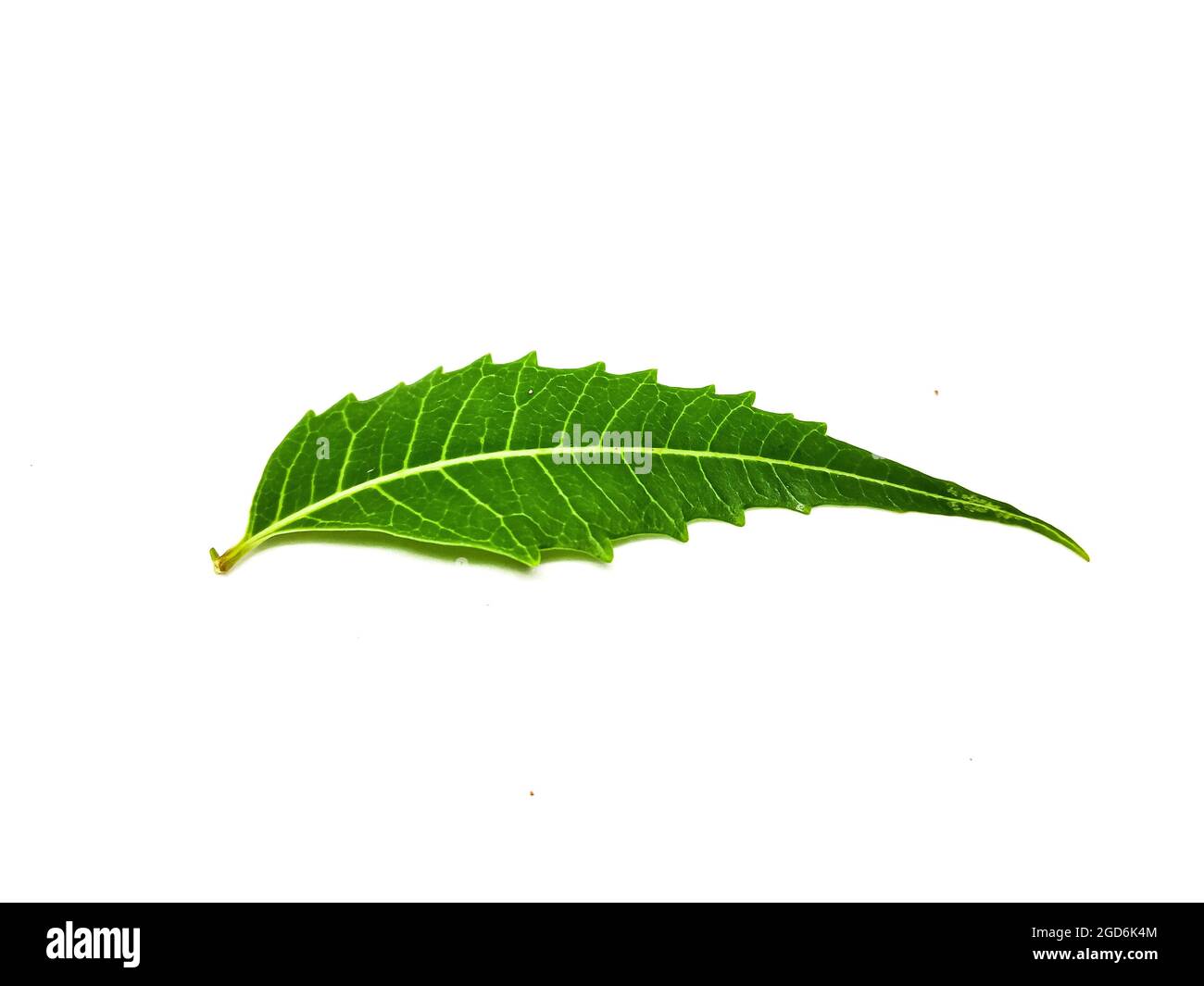 Azadirachta indica  A branch of neem tree leaves isolated on white background. Natural Medicine. Stock Photo