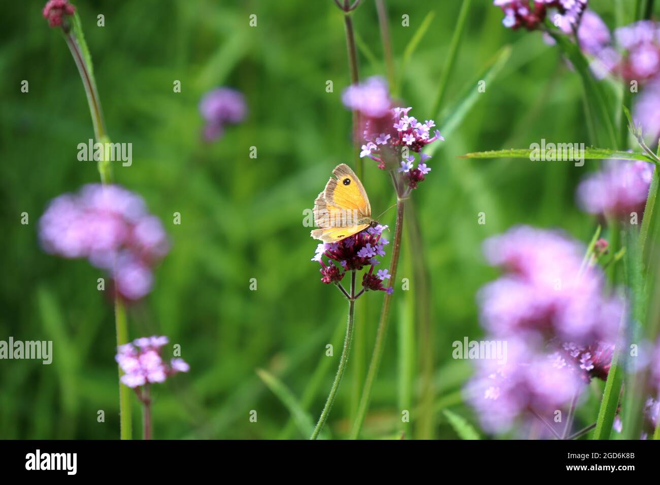 Wildflower in bloom hi-res stock photography and images - Alamy