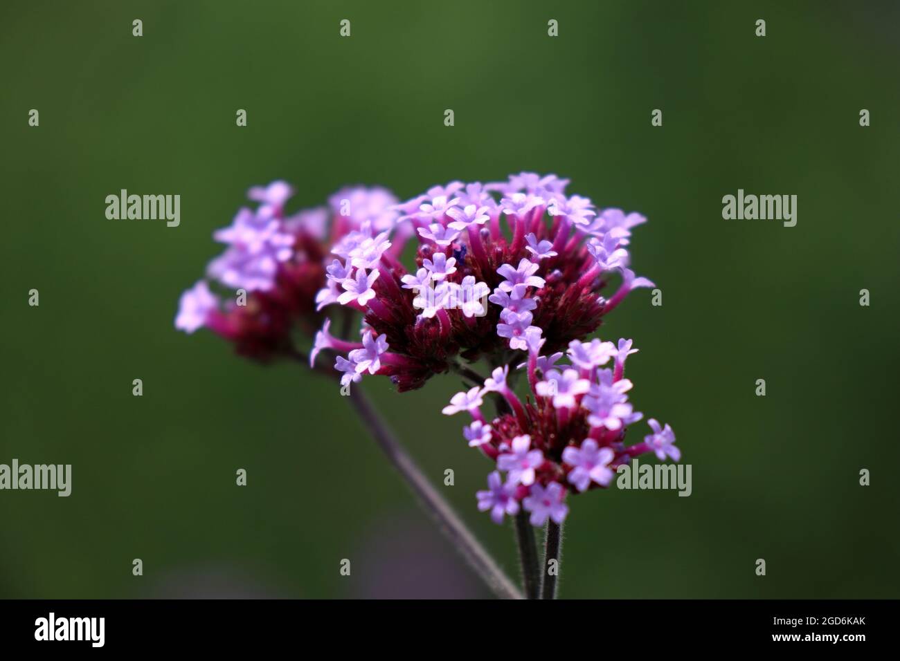 Wildflower in bloom hi-res stock photography and images - Alamy