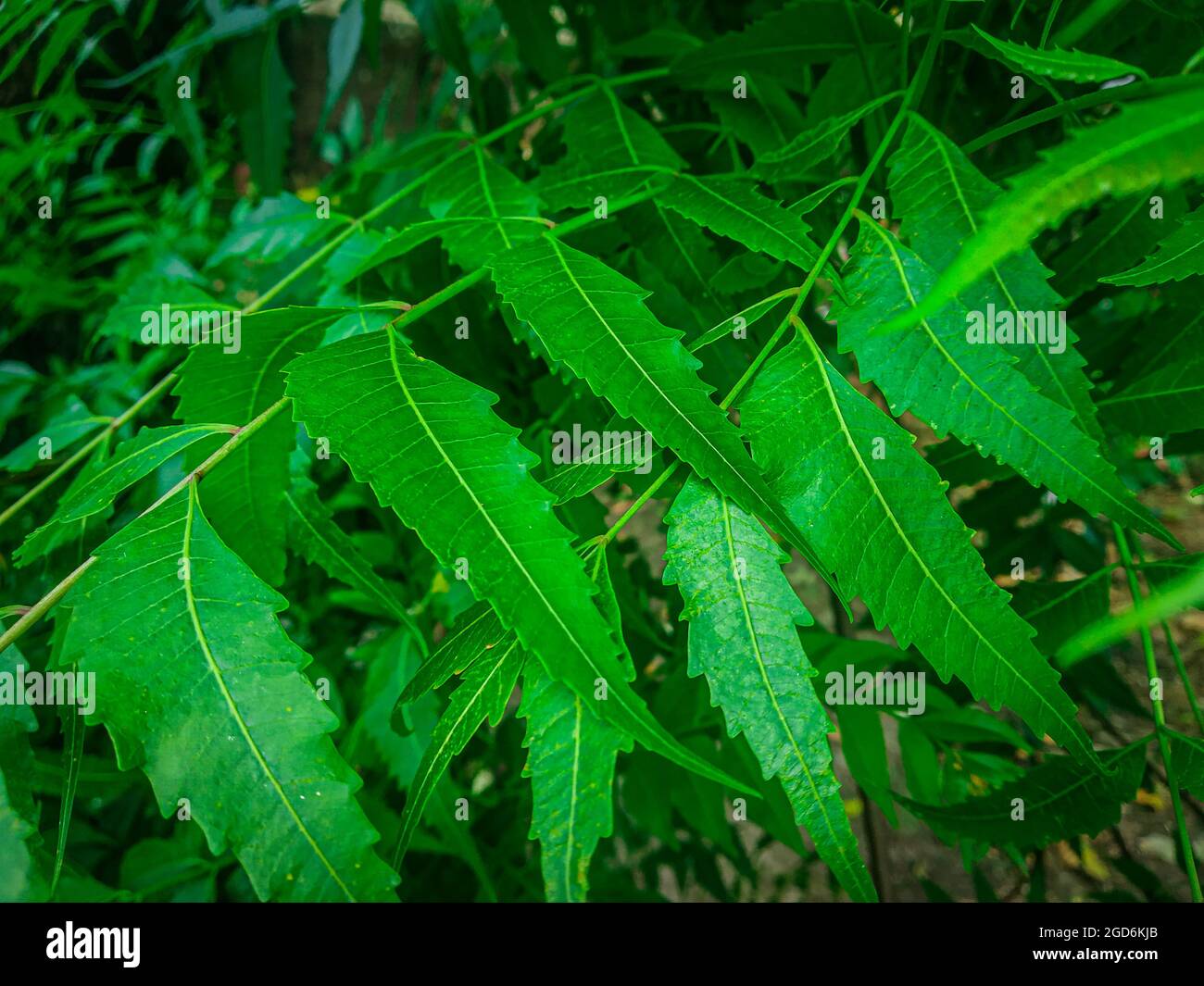 Quinine Tree High Resolution Stock Photography and Images - Alamy