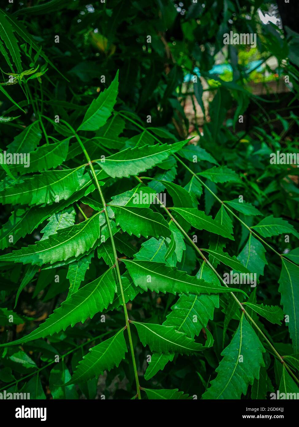 Azadirachta indica  A branch of neem tree leaves. Natural Medicine. Stock Photo