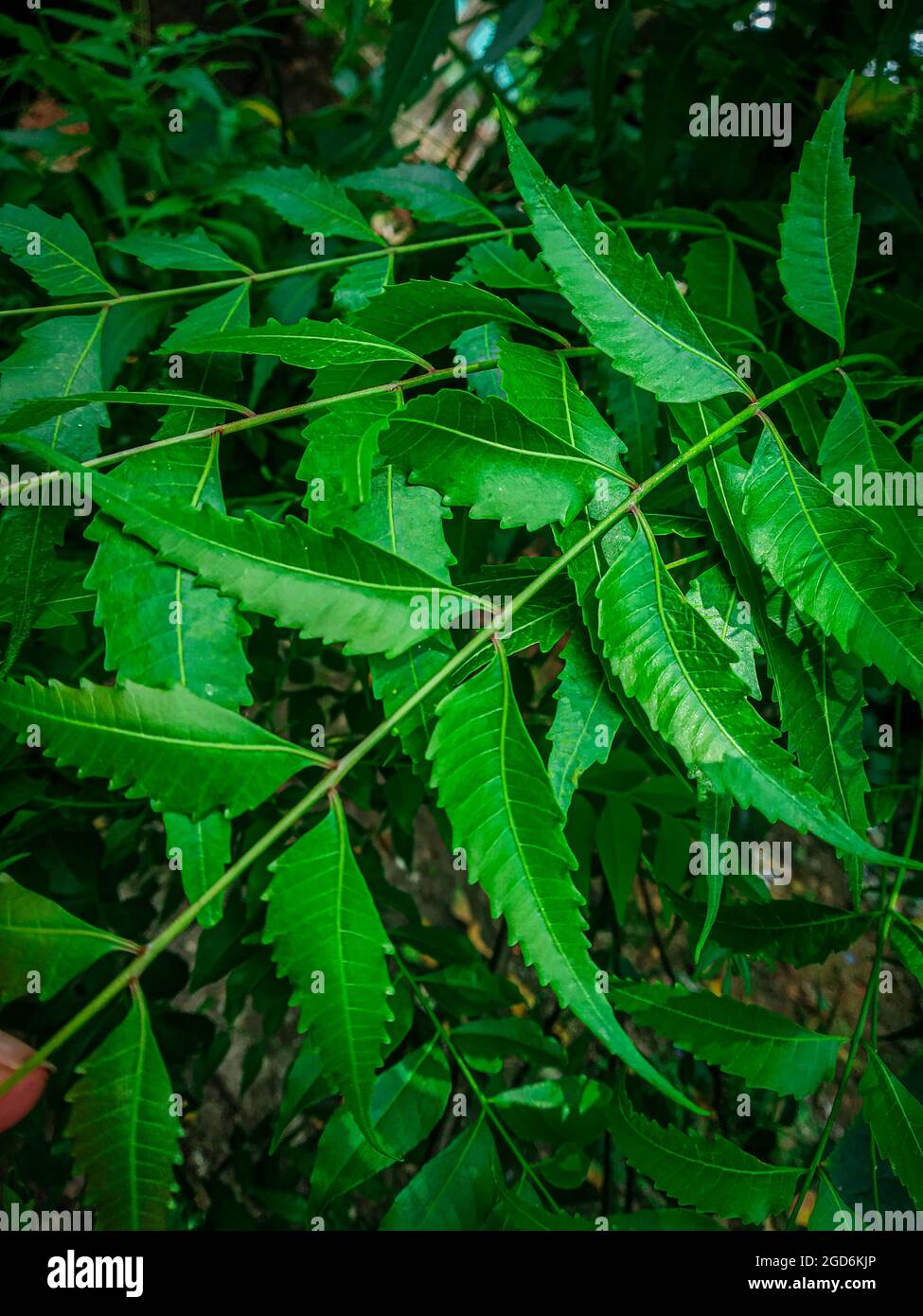 Azadirachta Indica A Branch Of Neem Tree Leaves Natural Medicine Stock Photo Alamy