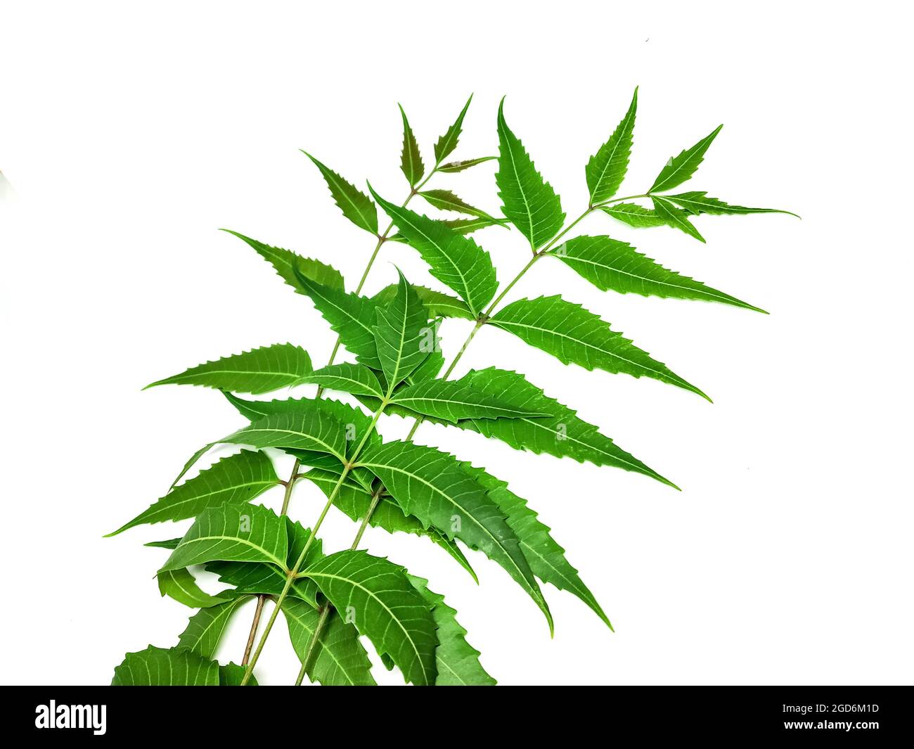 Azadirachta indica A branch of neem tree leaves isolated on white