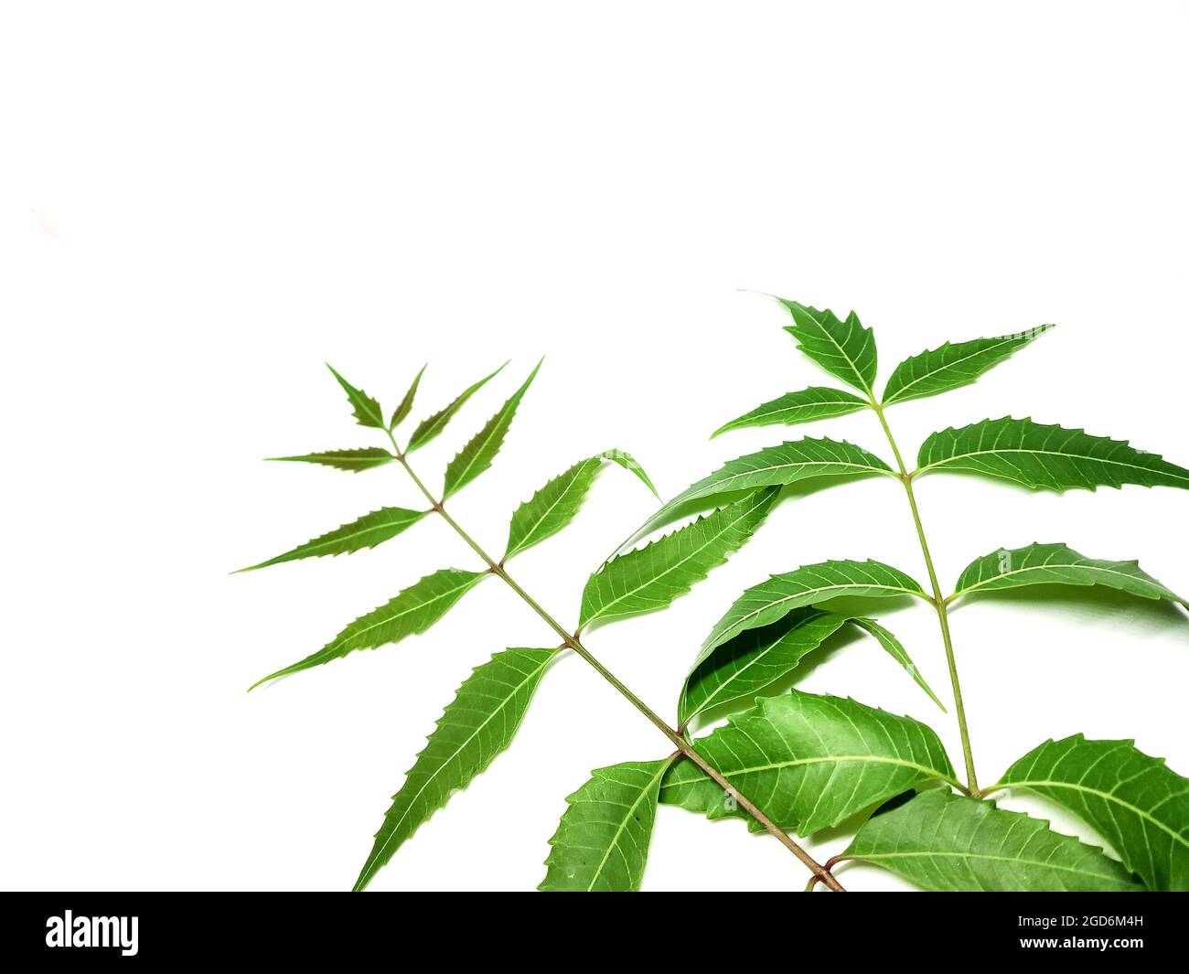 Azadirachta indica A branch of neem tree leaves isolated on white