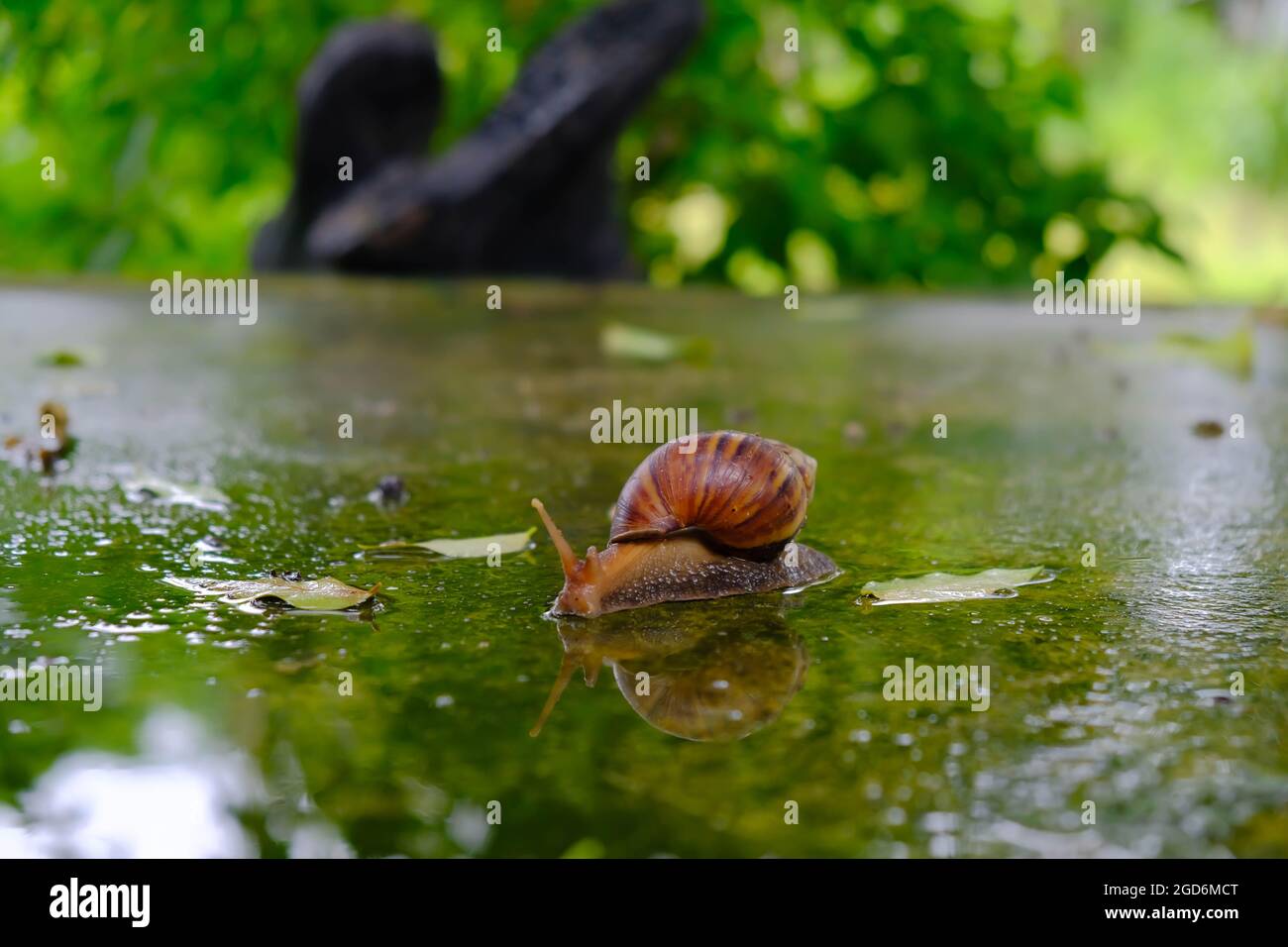 Big snail gliding on the wet floor in the summer garden. Large mollusk snails with light brown striped shell, crawling on moss. Stock Photo
