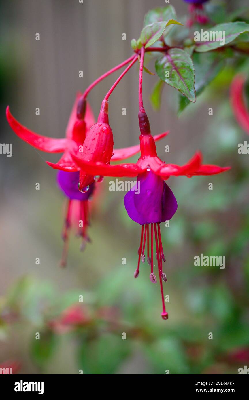 Closeup photo of flowers of a fuchsia perennial garden plant with