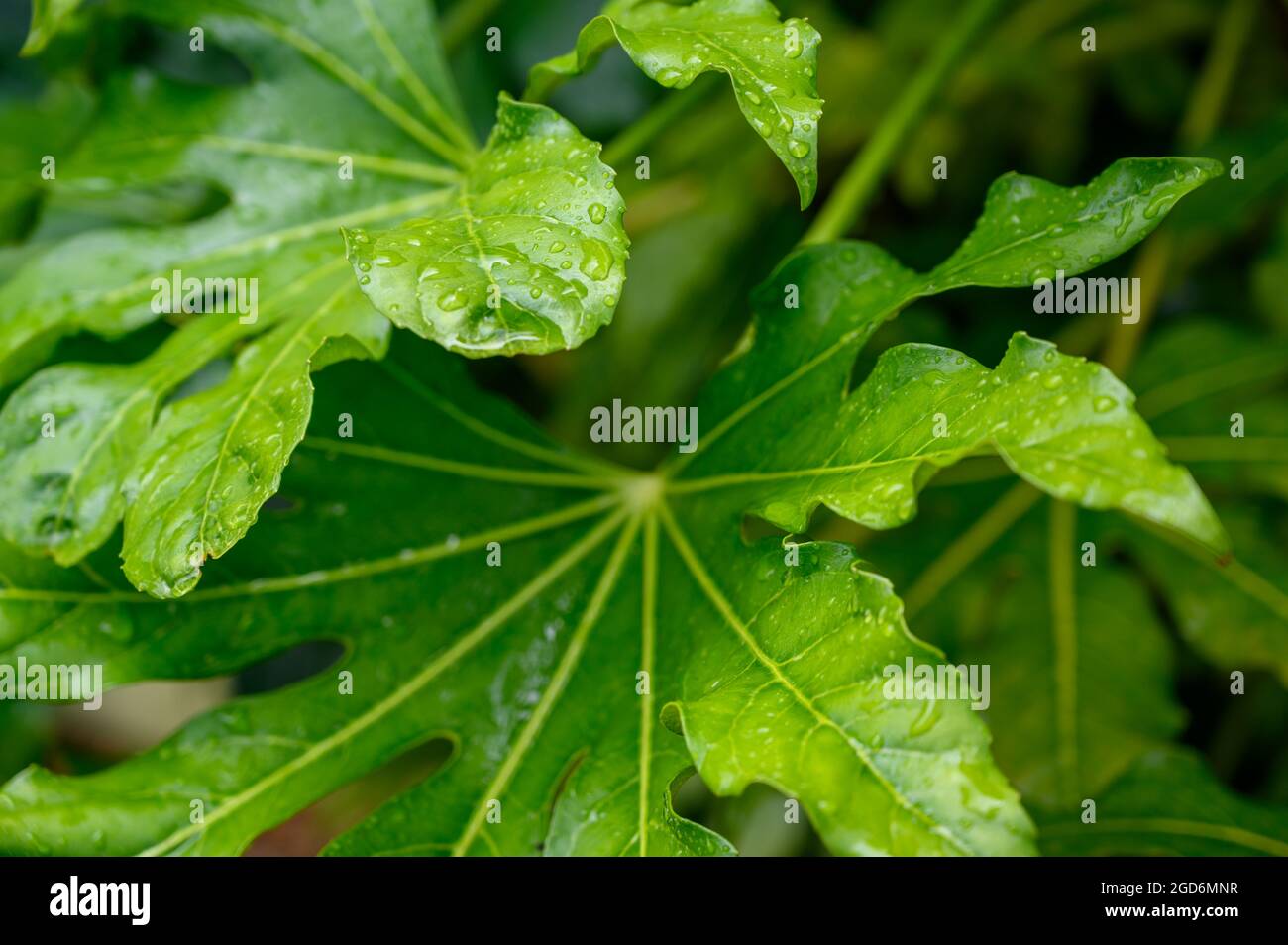 False castor oil plant
