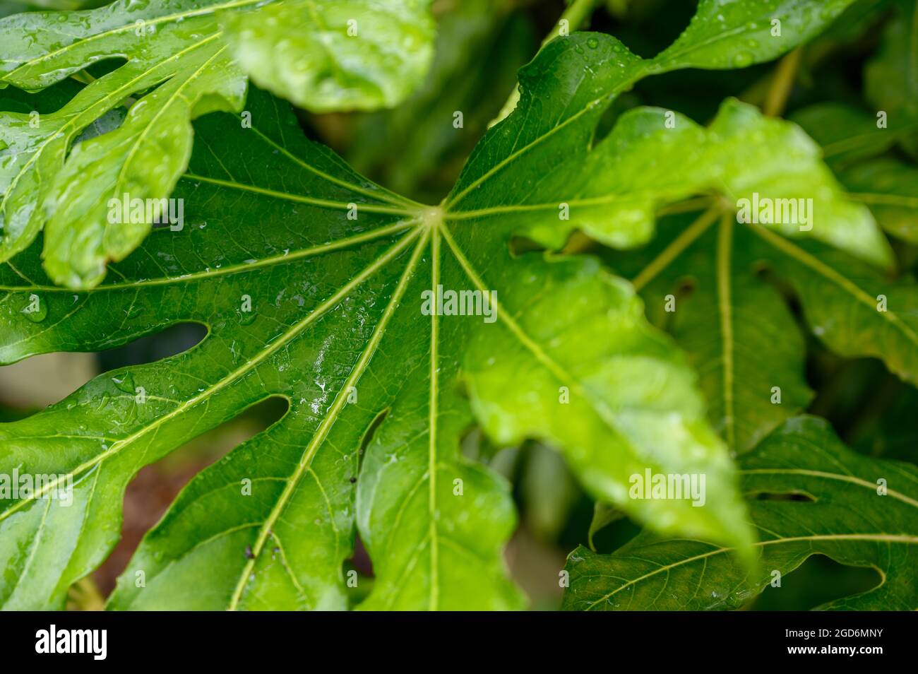 Leaves of a false castor oil plant (fatsia japonica) after summer rain in a garden in south of England. Stock Photo