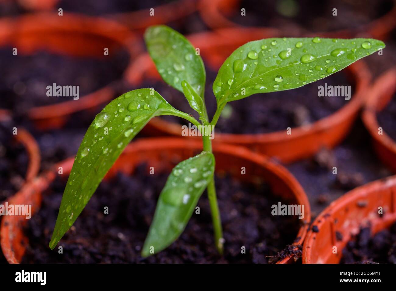 Green shoot: Young chilli pepper plant growing from one of multiple seed pots on a tray indoors. Stock Photo