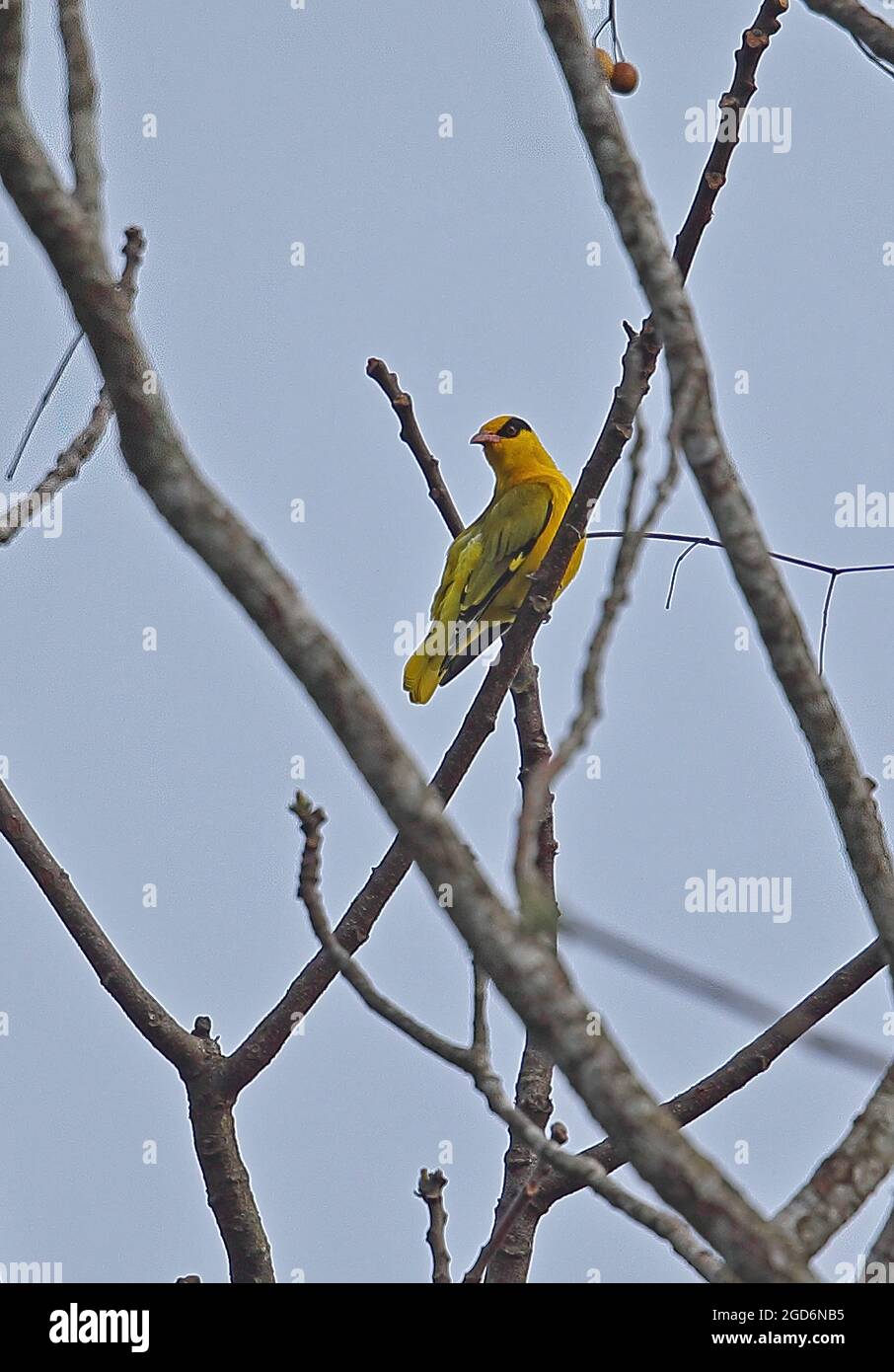 Slender-billed Oriole (Oriolus tenuirostris) adult female perched in tree preening Doi Ang Khang, Thailand     November Stock Photo