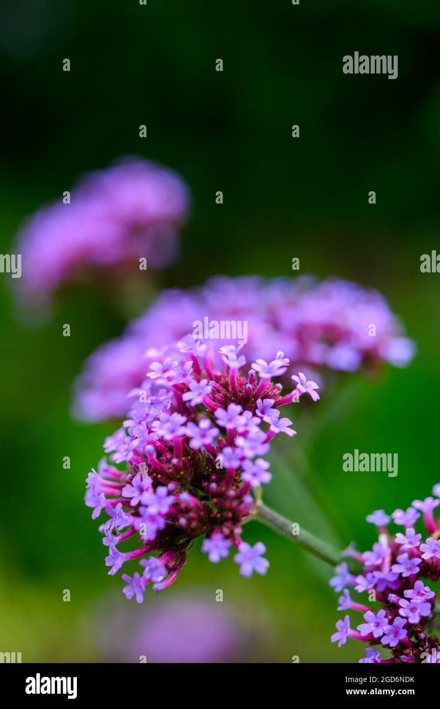 Closeup photo of the flowers on a Purpletop vervain (verbena bonariensis) after rain in summer in an English garden. Stock Photo