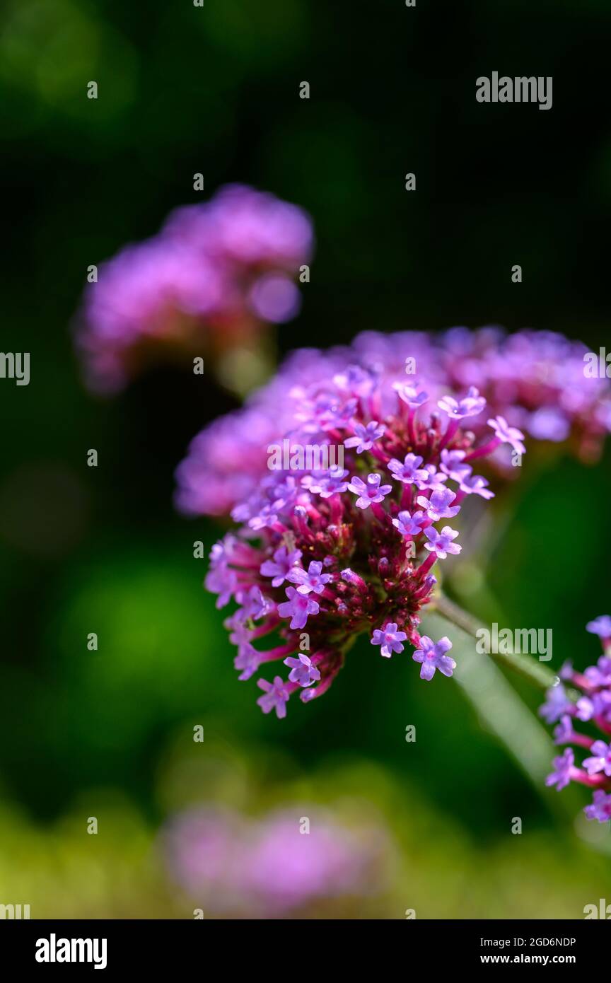 Closeup photo of the flowers on a Purpletop vervain (verbena bonariensis) after rain in summer in an English garden. Stock Photo