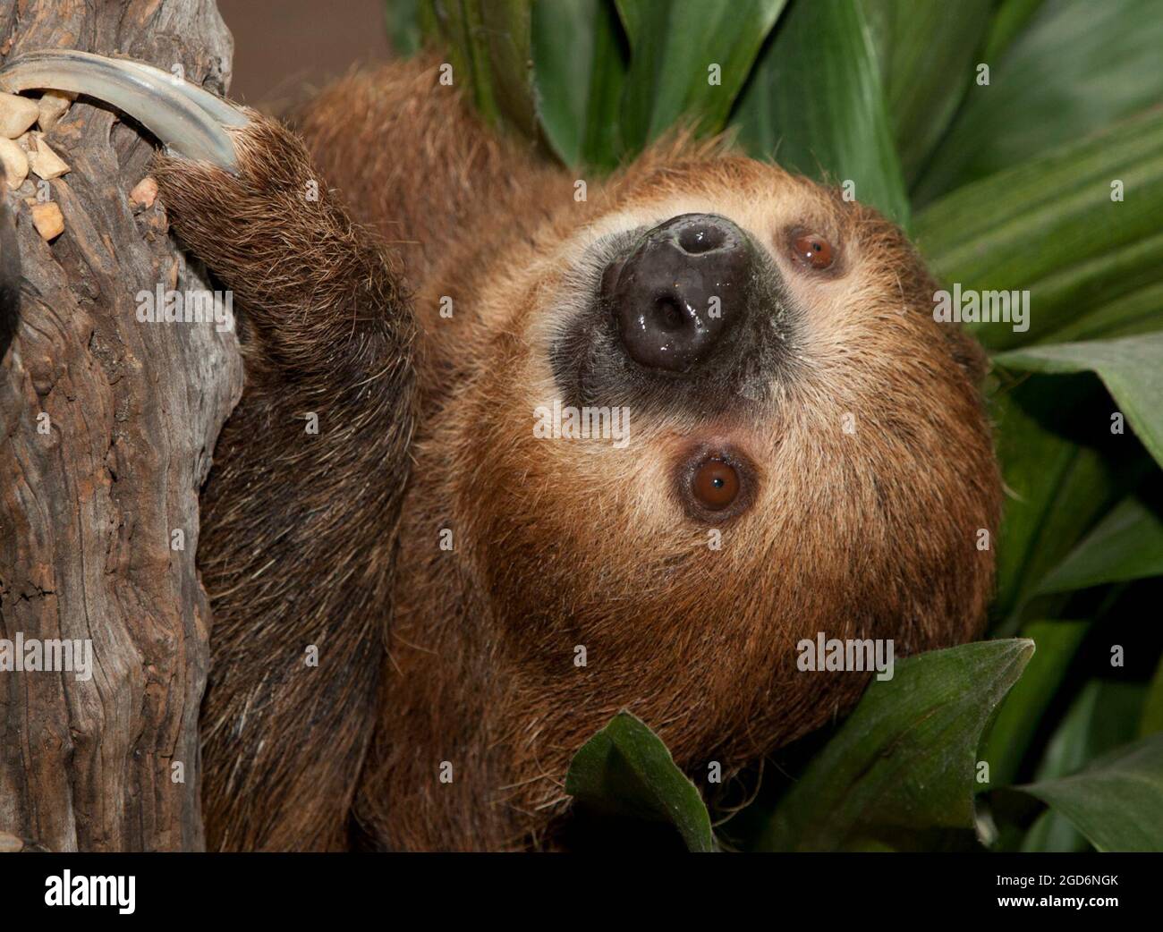 Closeup of Linnaeus’s Two-toed Sloth (Choloepus didactylus) or Southern Two-toed Sloth  in a tree, Smithsonian National Zoological Park, Washington, DC, USA Stock Photo