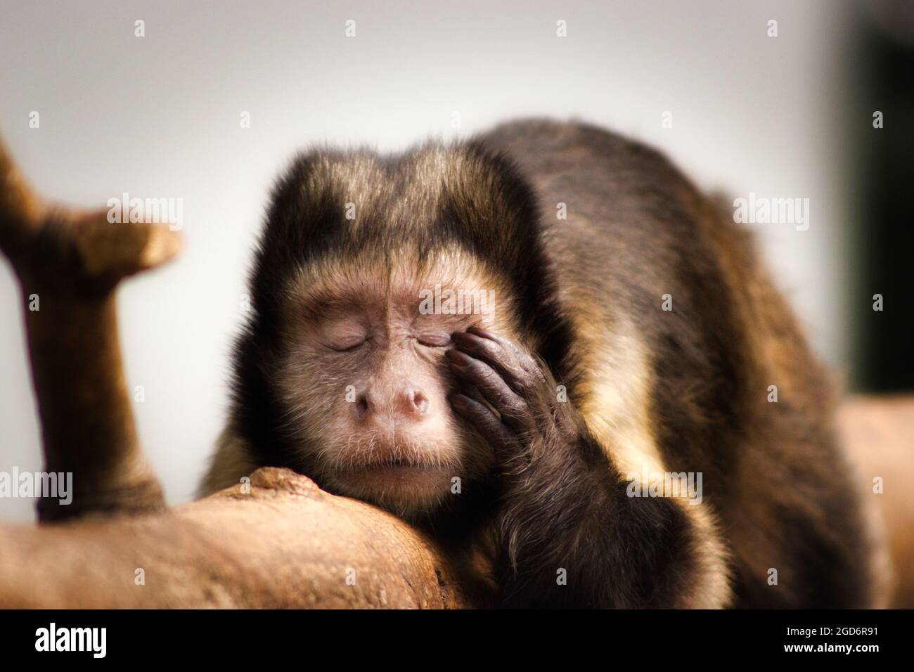 Affe, der müde erscheint / Kapuzinieraffe/ capuchin monkey Stock Photo