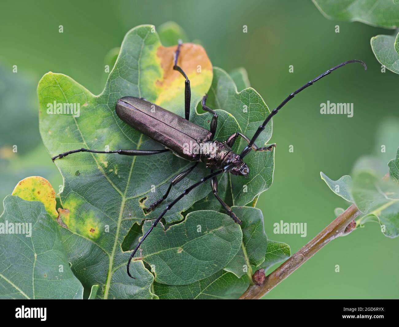 the musk beetle, aromia moschata, sitting on oak leafs, high detail ...