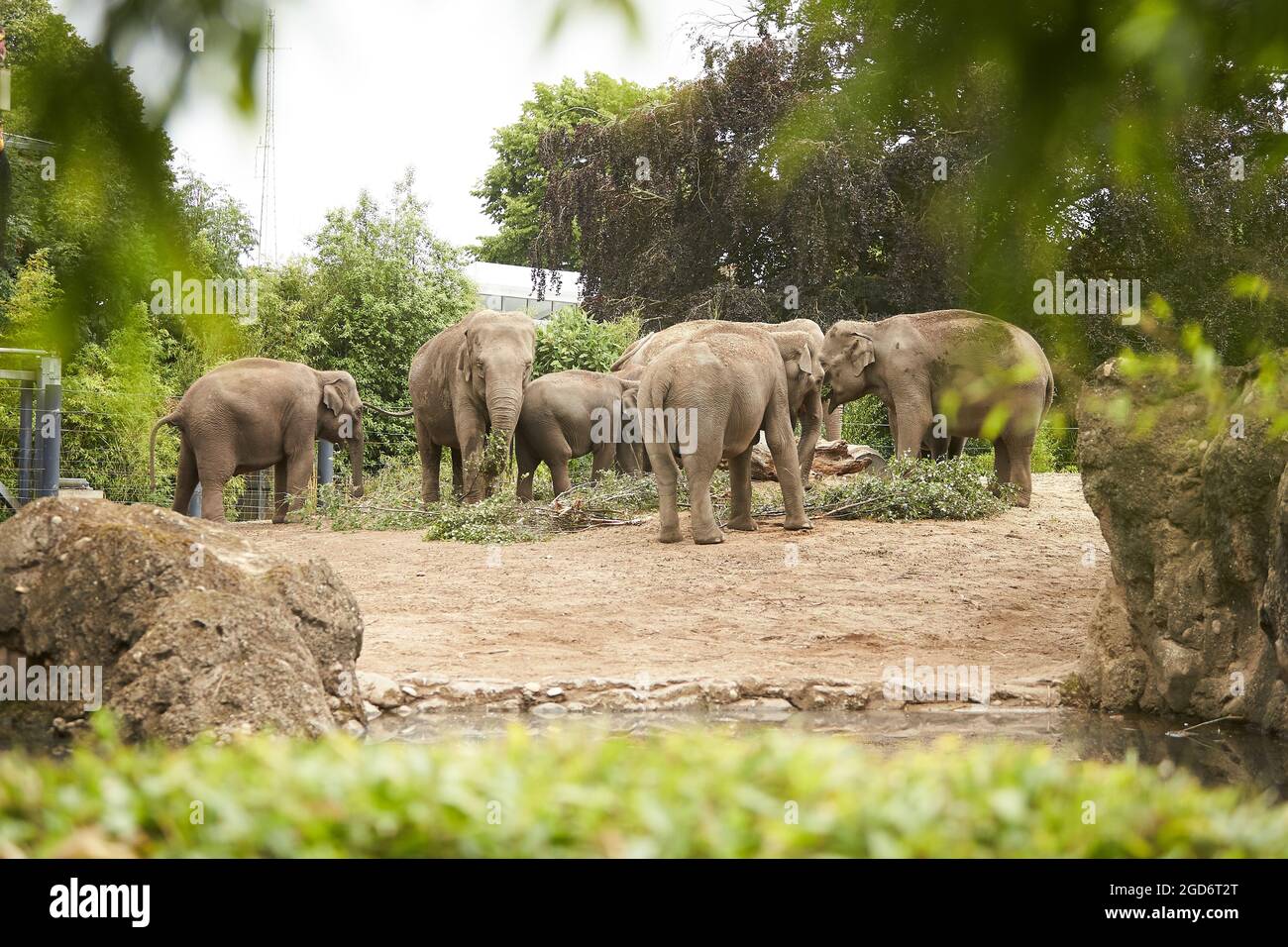 Group of elephants in a zoo Stock Photo Alamy