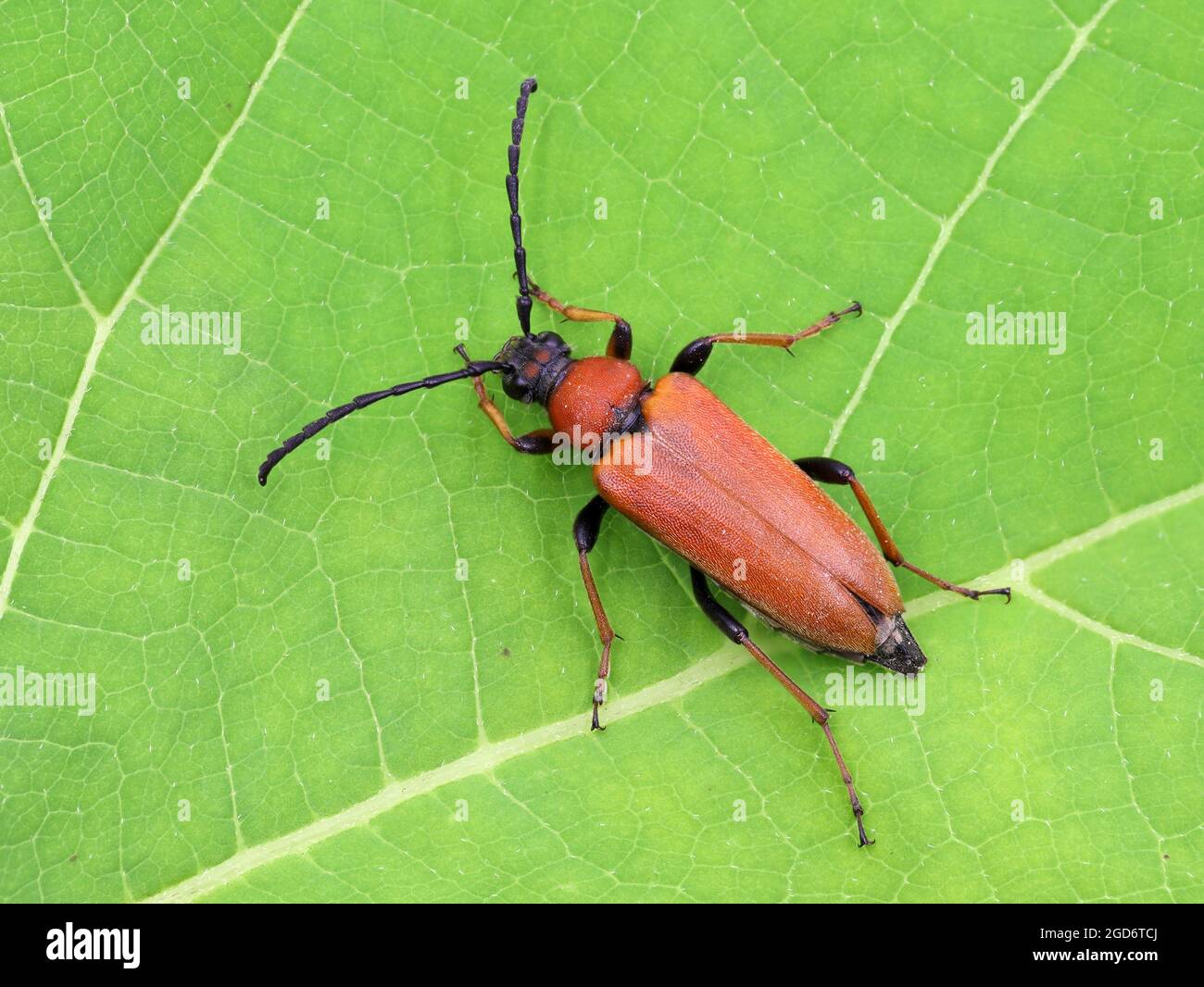 top view of stictoleptura rubra, the red-brown longhorn beetle, female, on green leaf, macro shot Stock Photo