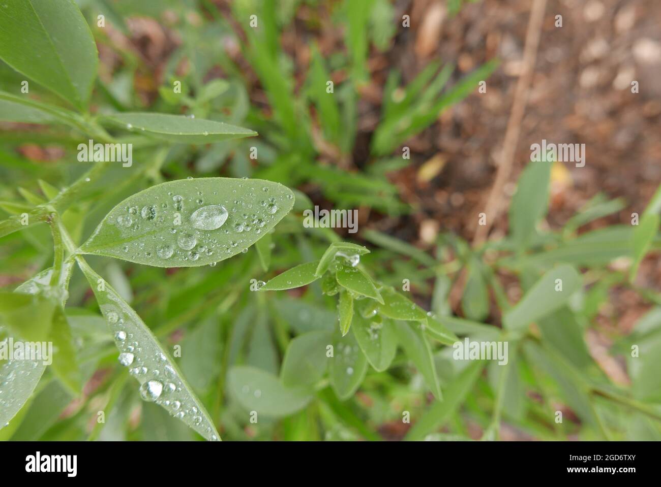 Closeup shot of a plant with dew drops on leaves Stock Photo - Alamy