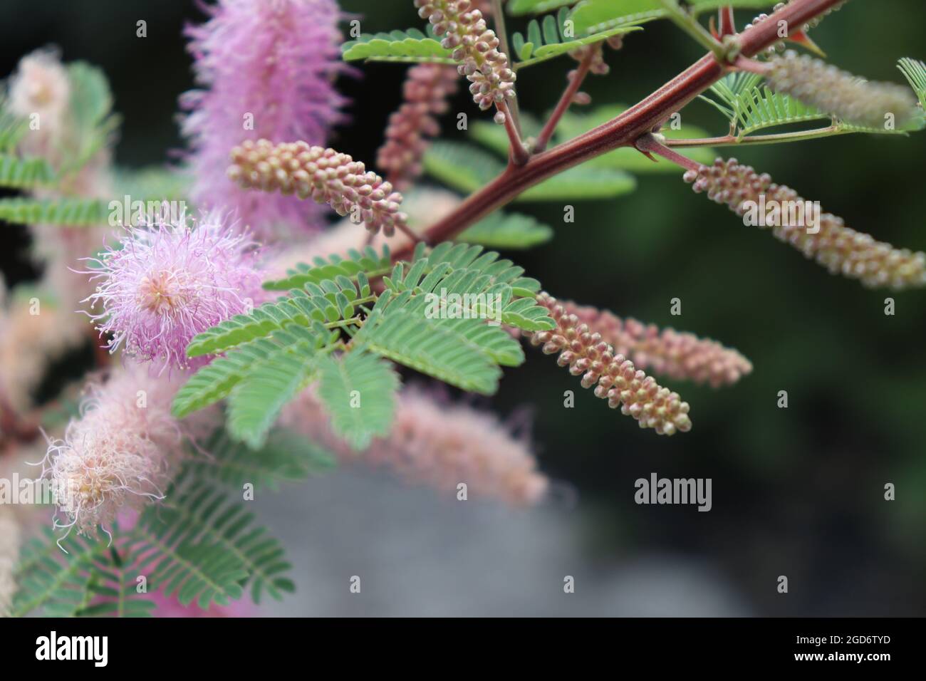 Closeup shot of Mimosa Dysocarpa tree in a garden Stock Photo