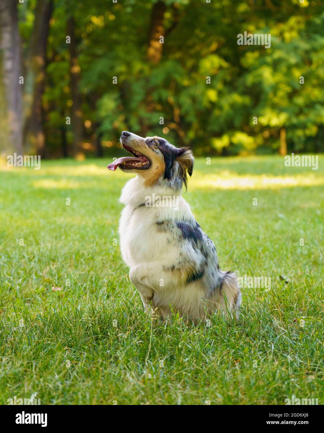 Lovely dog Australian Shepherd sitting in grass with tongue out and resting after morning walk in park Stock Photo