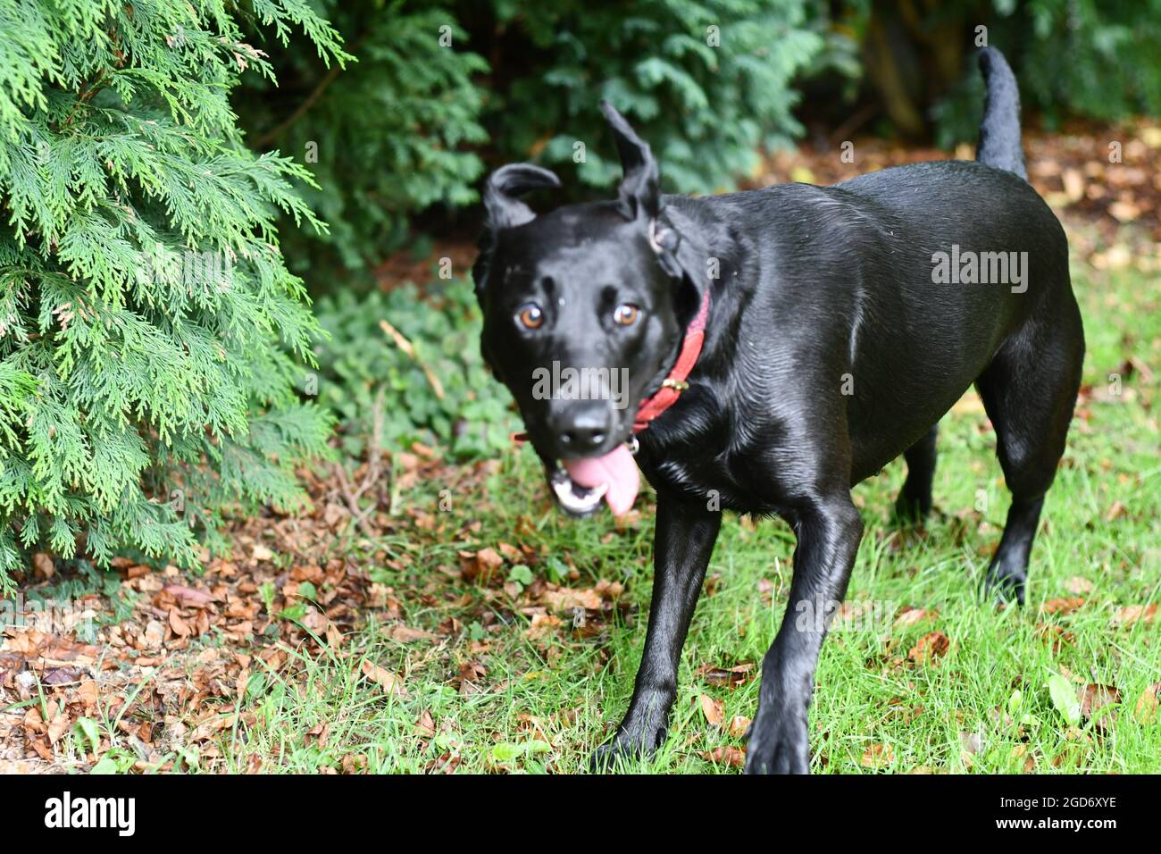 A black Labrador running with its ears flying in the breeze and tongue sticking out on an English Summers Day Stock Photo