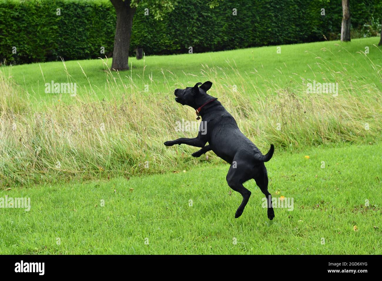 A black Labrador jumping in mid air catching a toy on a English Summers morning Stock Photo