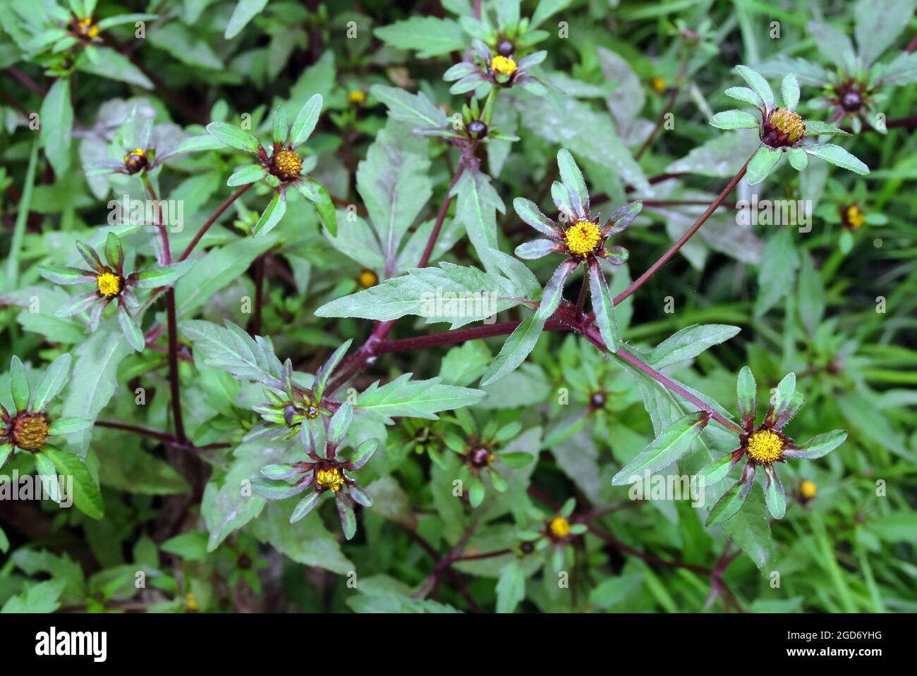 three-lobe beggartick, leafy-bracted beggarticks, Dreiteiliger Zweizahn, Bidens tripartita, subás farkasfog, Hungary, Magyarország, Europe Stock Photo