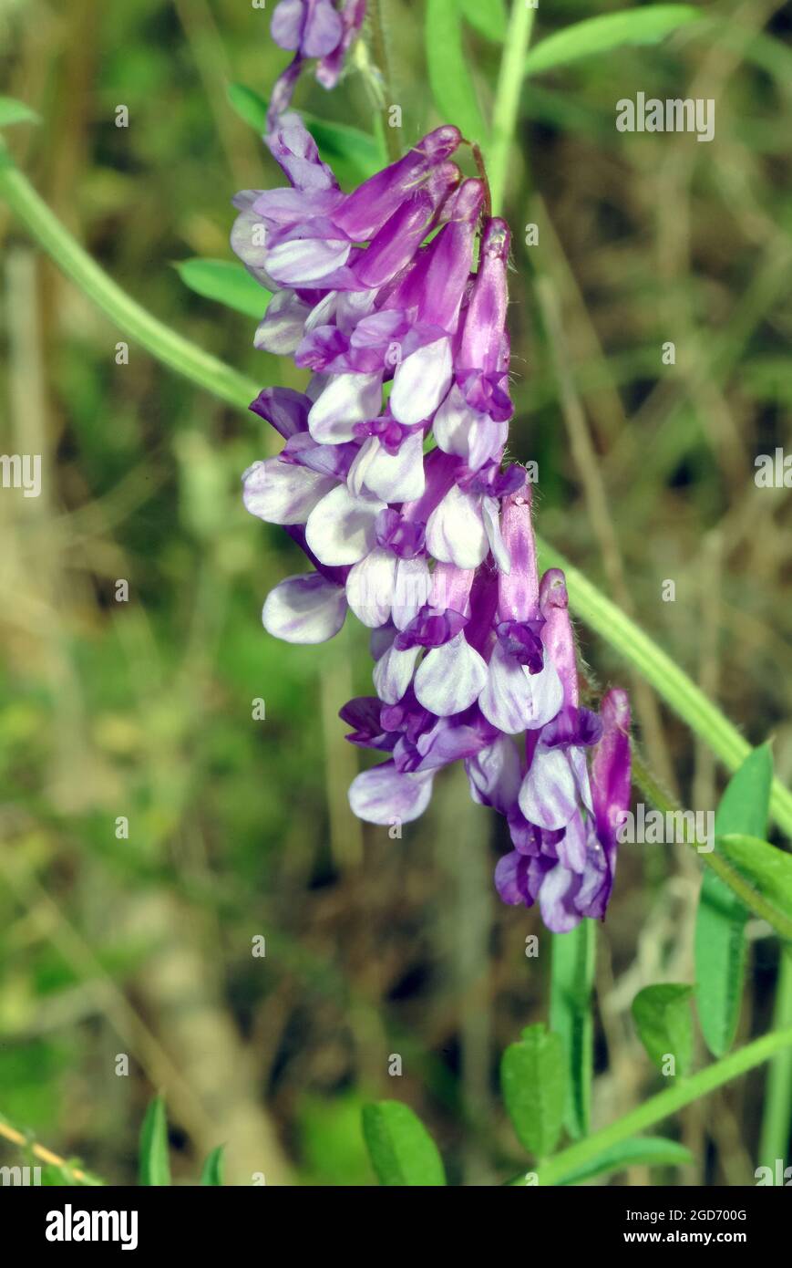 hairy vetch, fodder vetch or winter vetch, Zottige Wicke, Vicia villosa,  szöszös bükköny, Hungary, Magyarország, Europe Stock Photo - Alamy