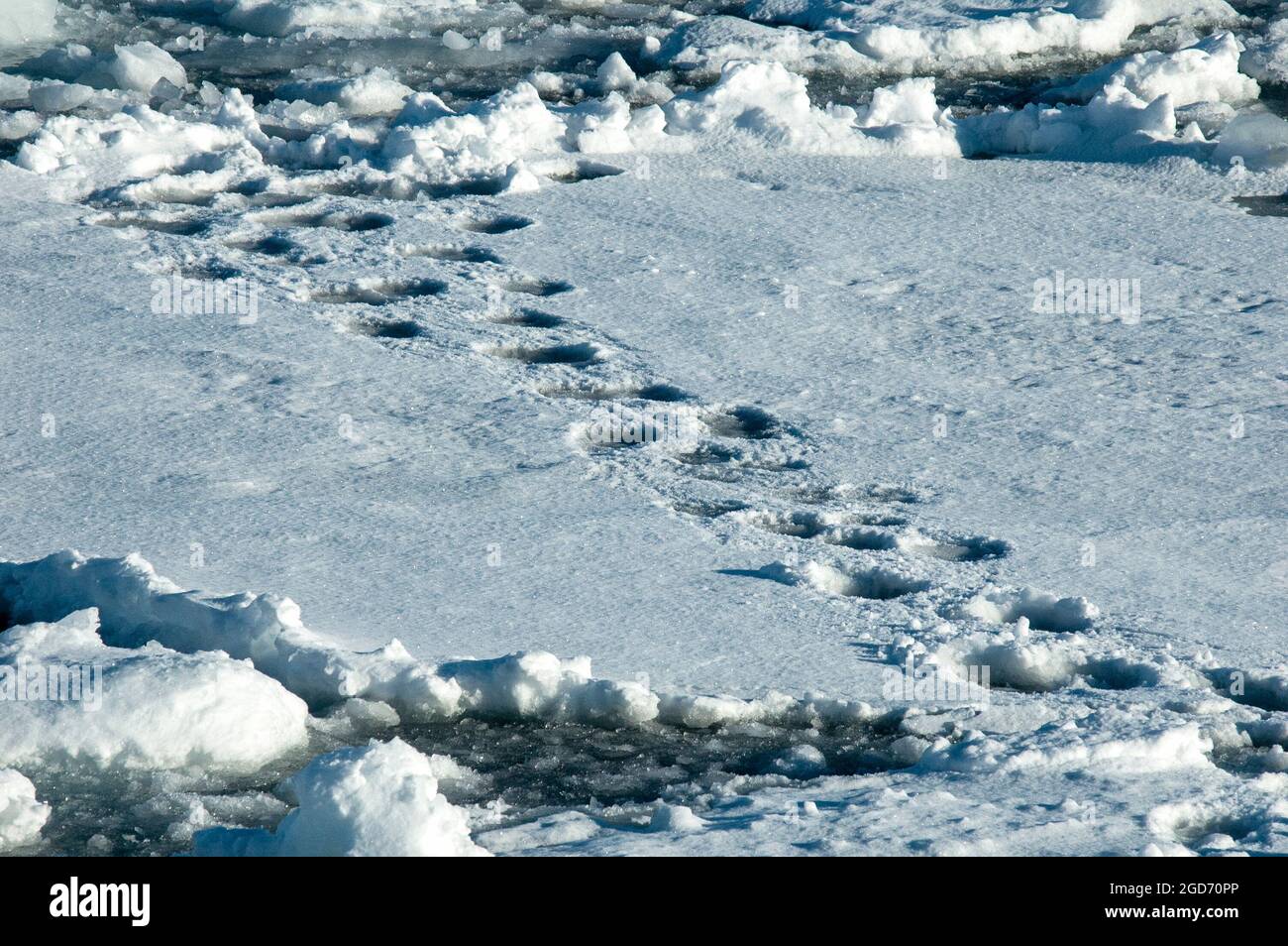Polar Bear (Ursus maritimus) tracks in the snow Stock Photo