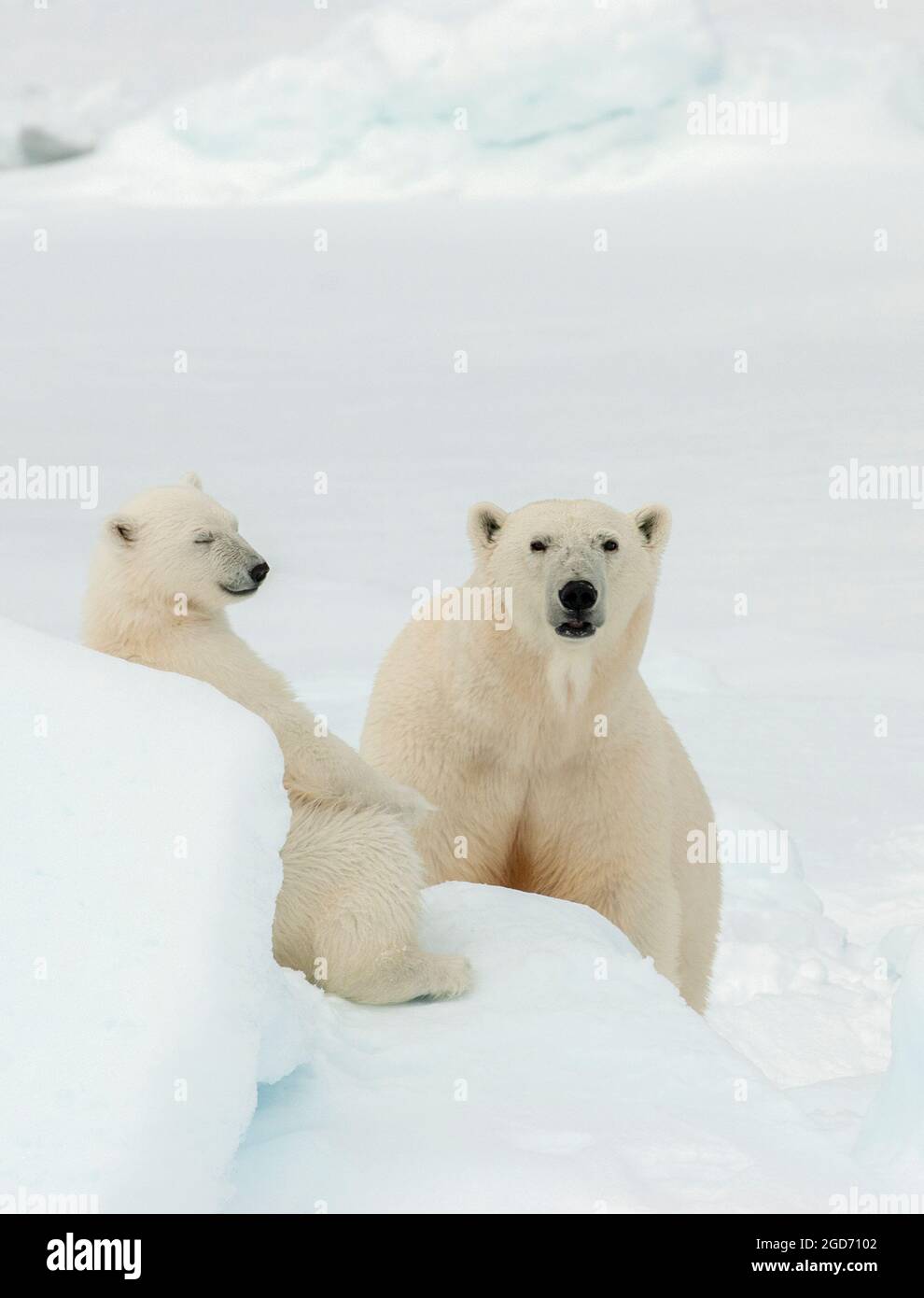 Polar bear (Ursus maritimus) mom and cub resting Stock Photo