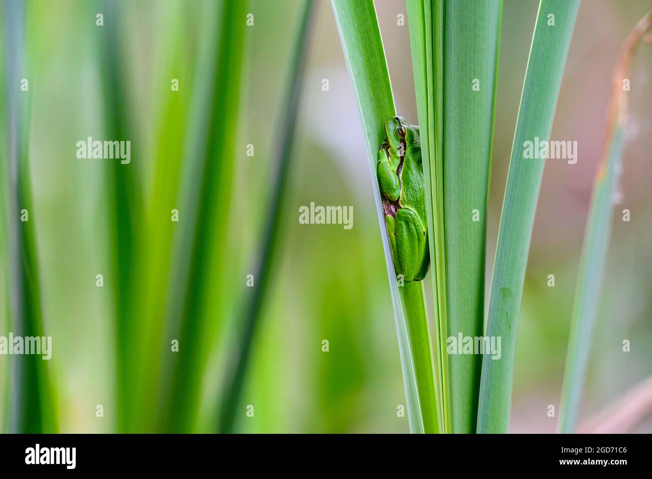 The European tree frog (Hyla arborea) sitting among the leaves of a green cattail. Beautiful little green frog, rare, in its natural habitat. Stock Photo