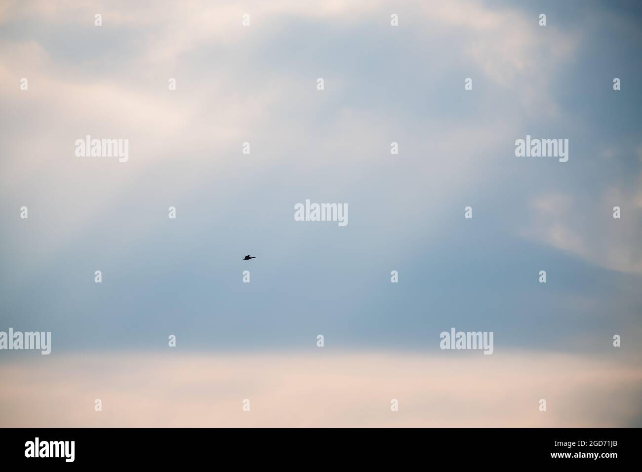 Silhouettes of wild ducks flying in the sky, minimalist shot, sky and beautiful clouds, in the background you can see the shining sun and the rays pen Stock Photo