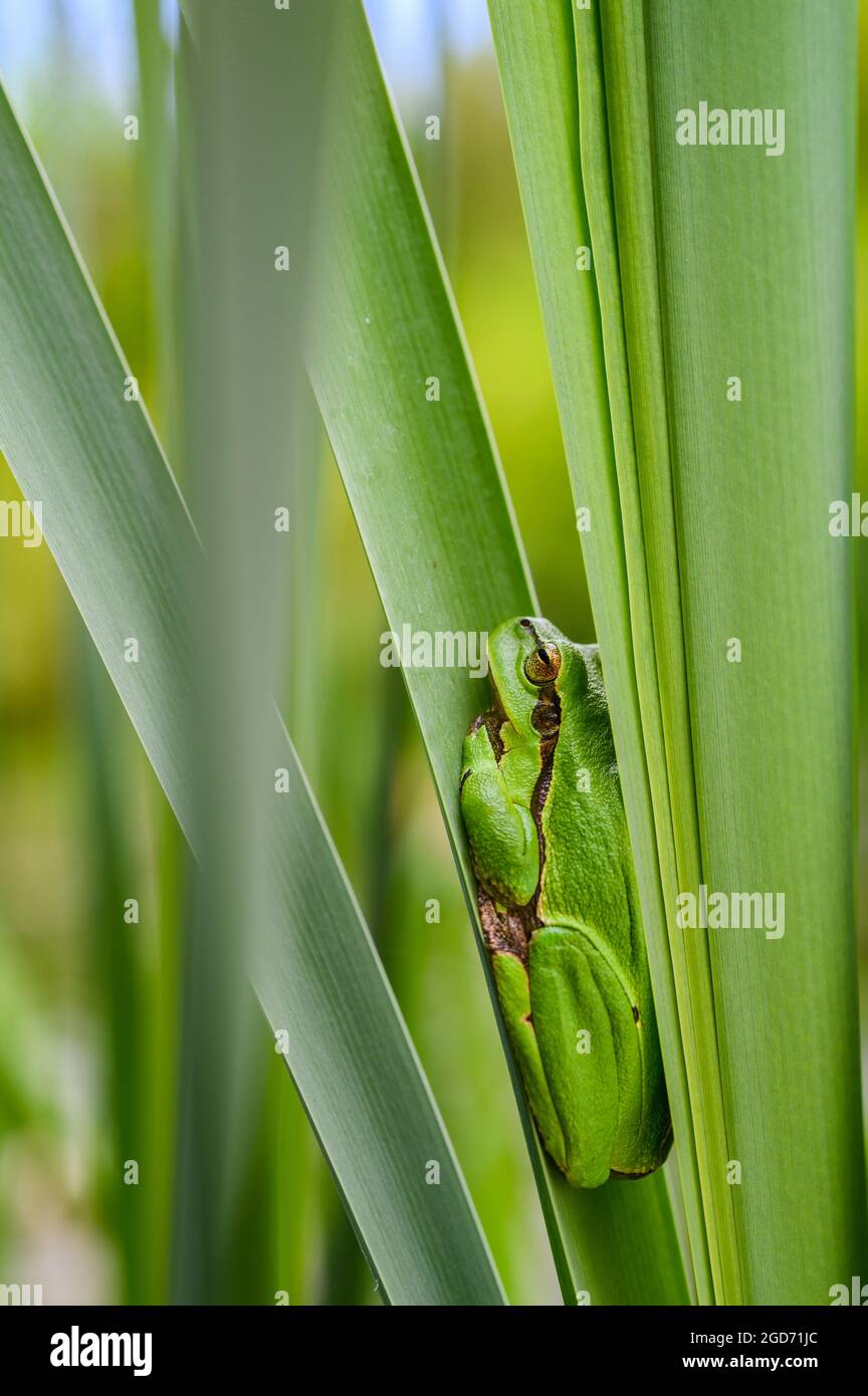 The European tree frog (Hyla arborea) sitting among the leaves of a green cattail. Beautiful little green frog, rare, in its natural habitat. Stock Photo