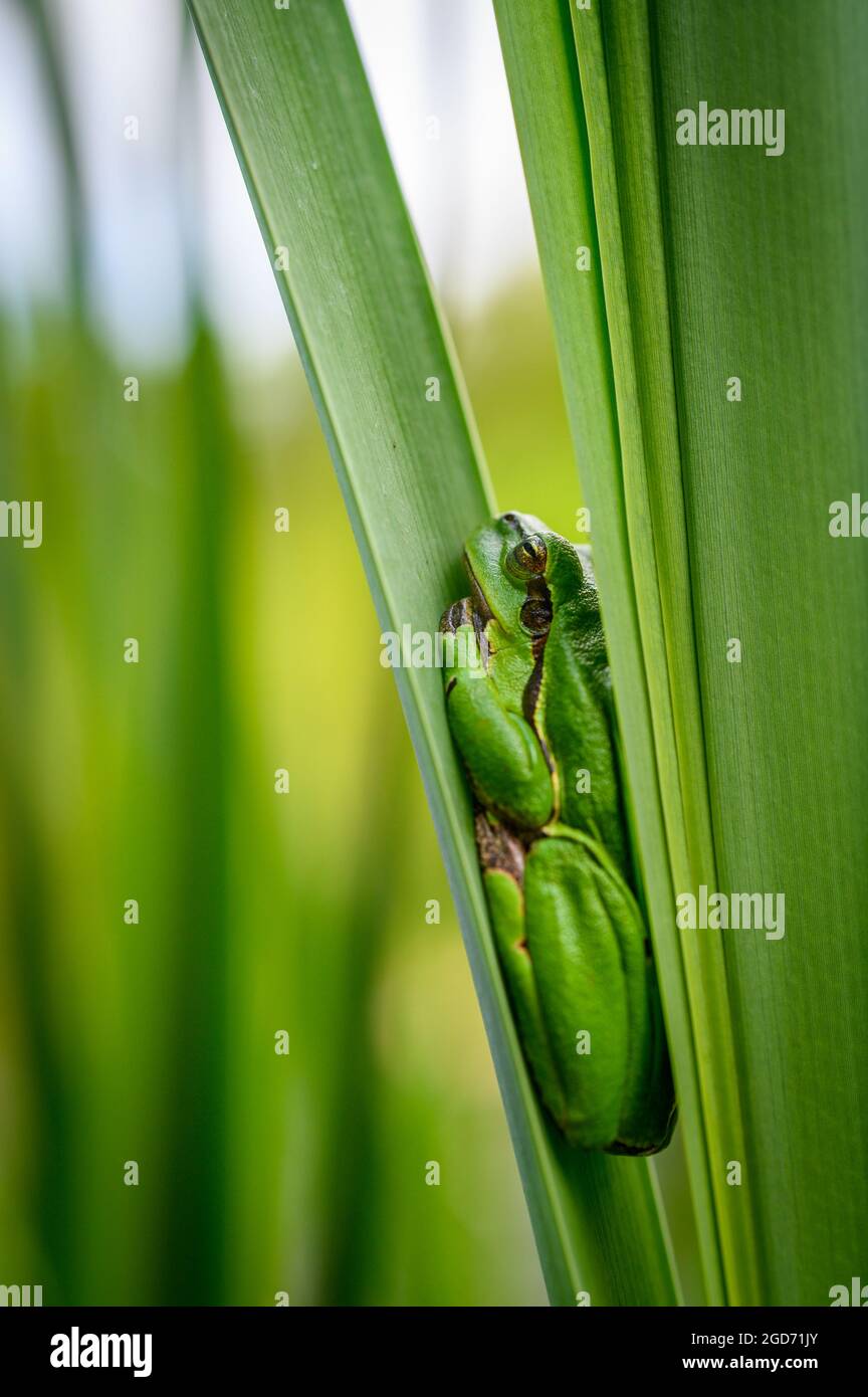 The European tree frog (Hyla arborea) sitting among the leaves of a green cattail. Beautiful little green frog, macro, blurred background. Stock Photo