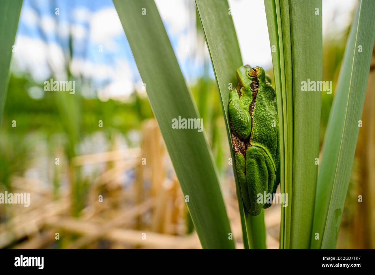 The European tree frog (Hyla arborea) sitting among the leaves of a green cattail. Beautiful little green frog, the sky can be seen in the background, Stock Photo