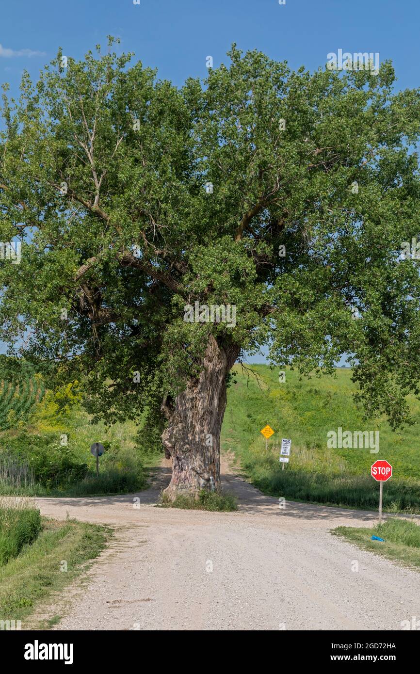 Brayton, Iowa - Tree in the Road. A large cottonwood growing in the middle of an intersection of two rural dirt roads. Stock Photo