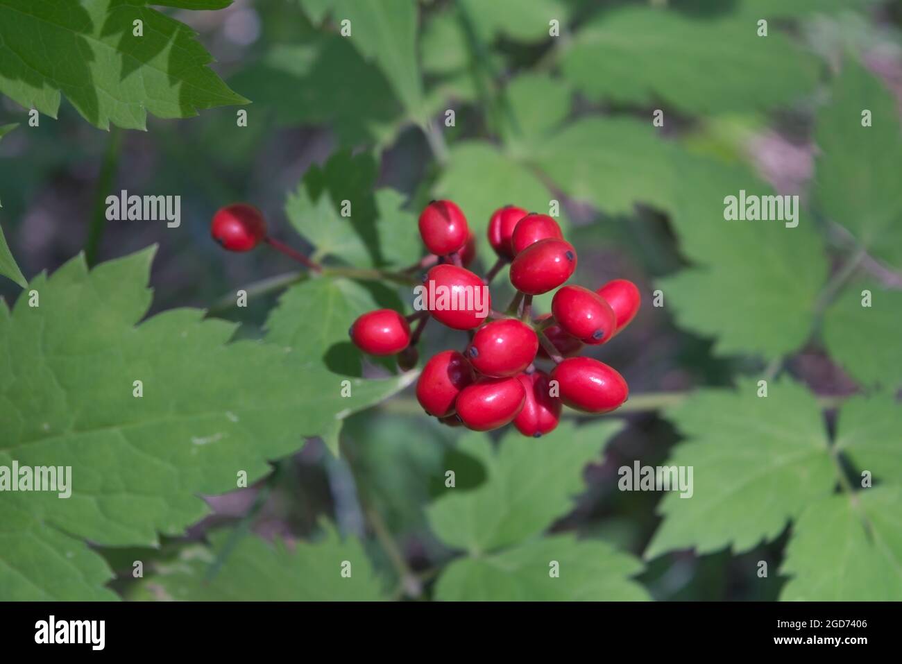 Sweet red and ripe stone bramble berries in summer nature. Stock Photo