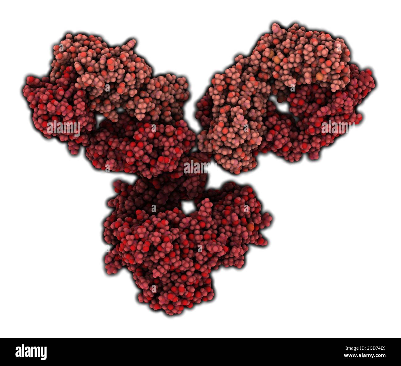 Monoclonal antibody hi-res stock photography and images - Alamy