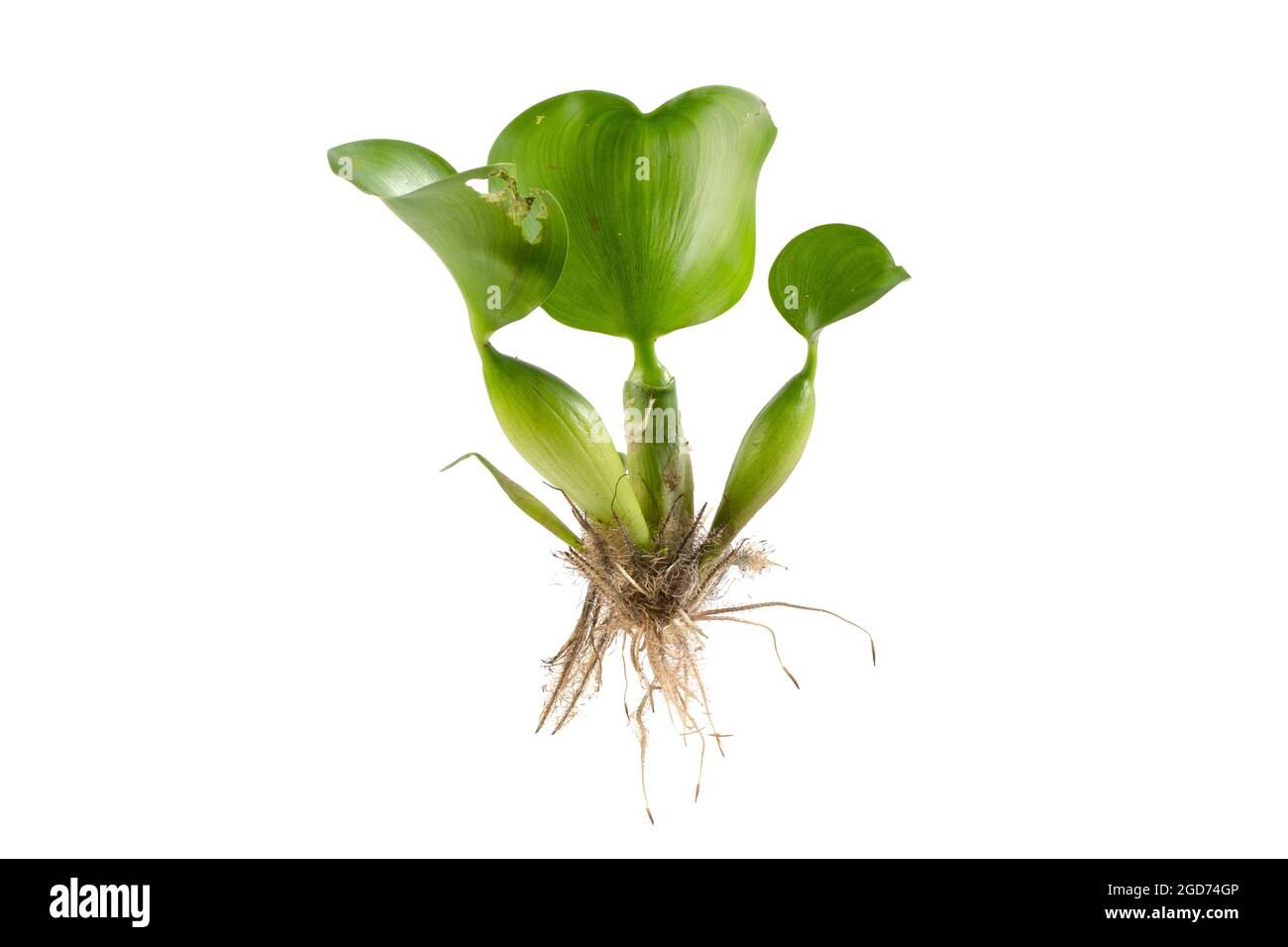 Water Hyacinth (Eichhornia crassipes). Plant with leaves isolated on white background Stock Photo
