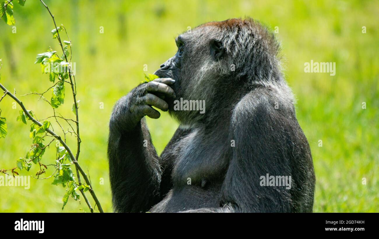 Gorilla Filling Mouth Stock Photo
