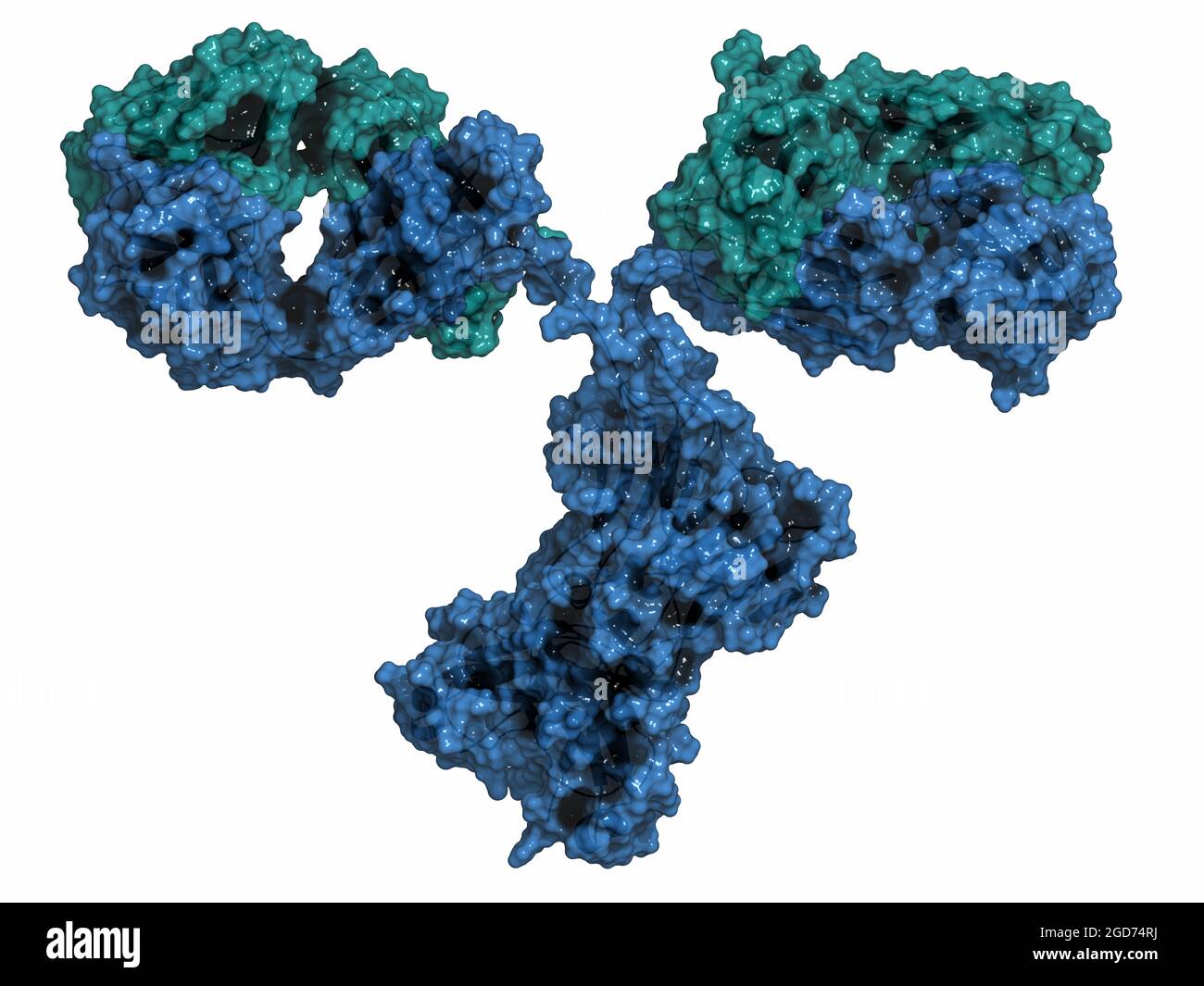 IgG2a monoclonal antibody (immunoglobulin). Many biotech drugs are antibodies. 3D render. Stock Photo