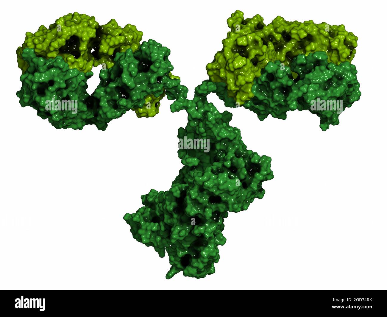 IgG2a monoclonal antibody (immunoglobulin). Many biotech drugs are antibodies. 3D render. Stock Photo