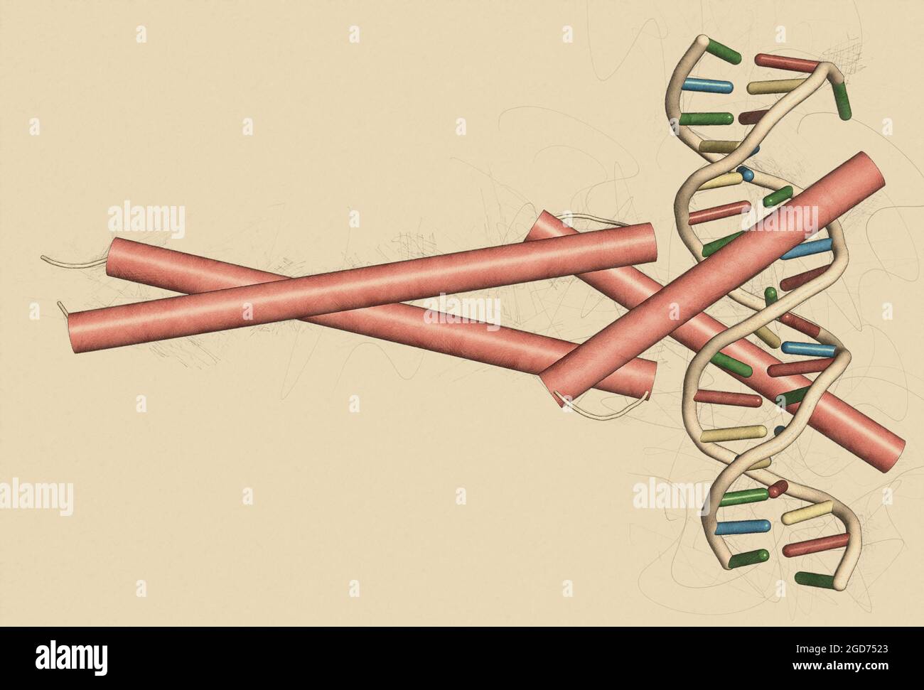 c-Myc and Max transcription factors bound to DNA. 3D illustration. Stock Photo