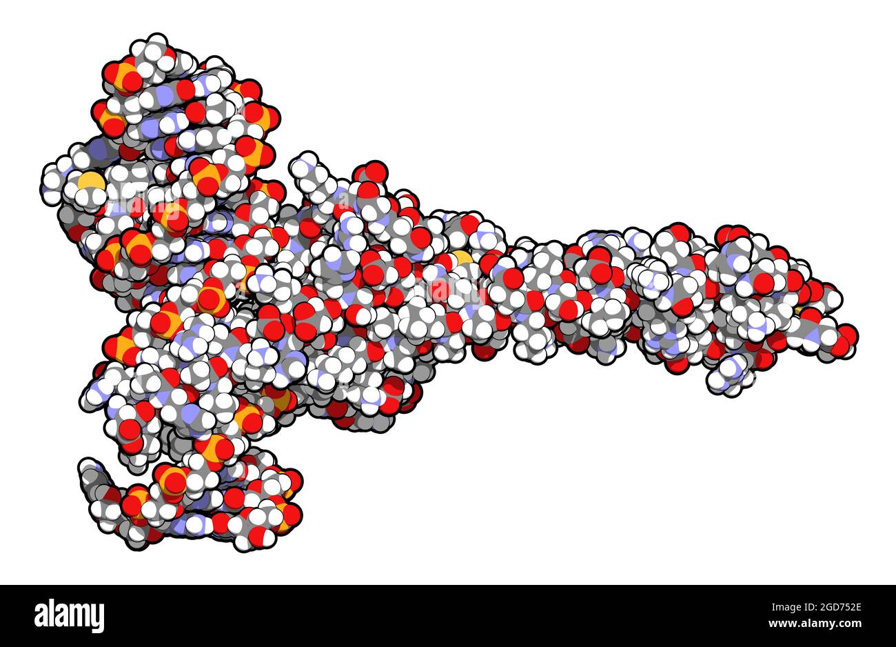 c-Myc and Max transcription factors bound to DNA. 3D illustratio Stock Photo