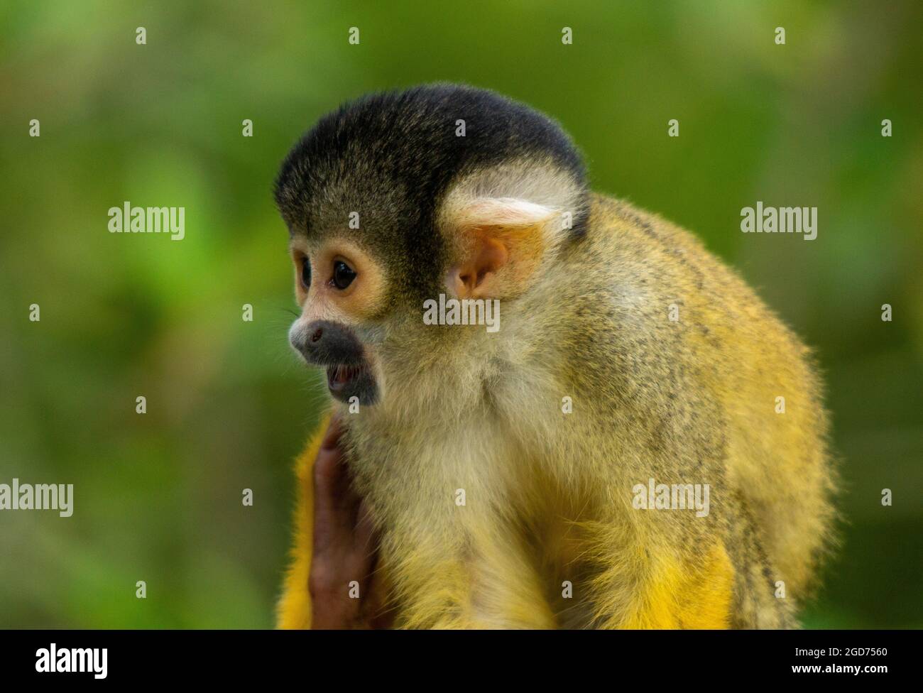 Calling Squirrel Monkey Stock Photo - Alamy