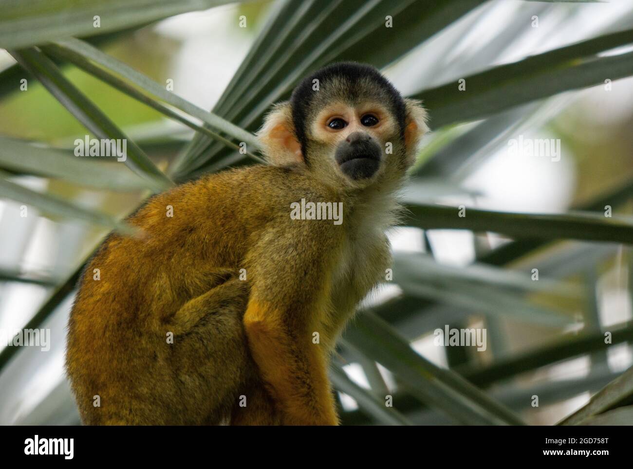 jungle palm squirrel