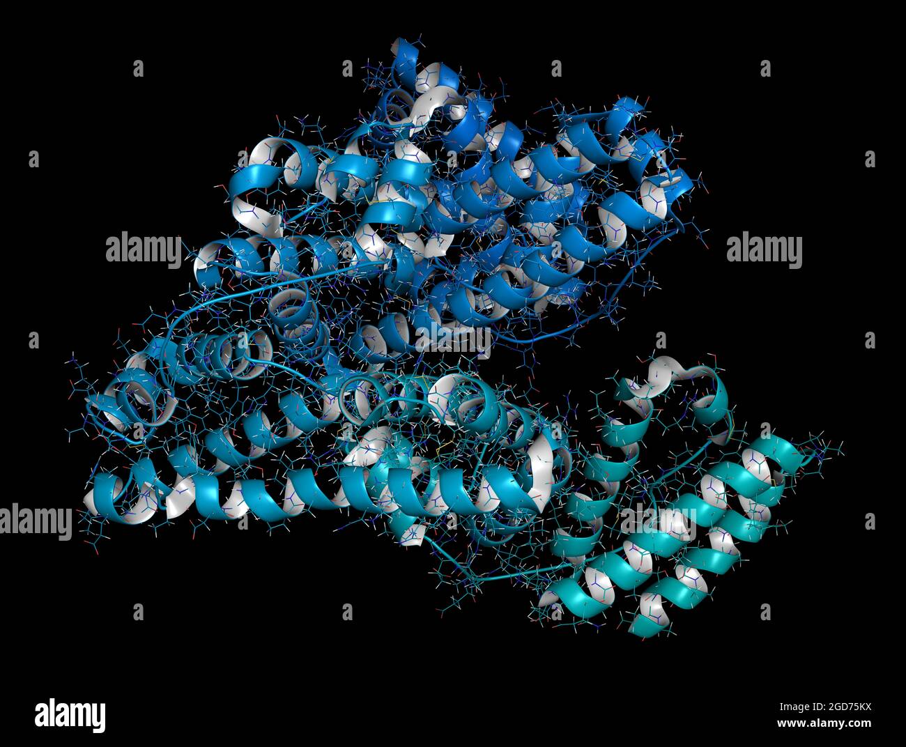 Human serum albumin protein, 3D rendering. Cartoon & wireframe r Stock Photo