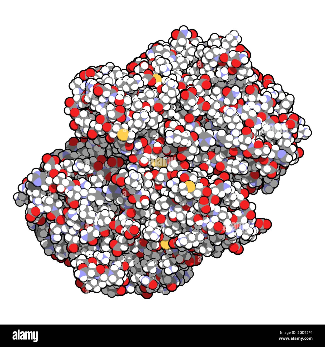 Protein catabolism hi-res stock photography and images - Alamy